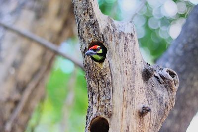 Close-up of a bird perching on tree