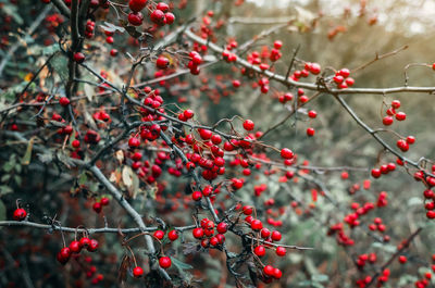 Autumn red hawthorn fruits close-up. blurred gray background. calm autumn screensaver