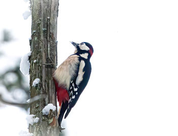 Bird perching on a tree