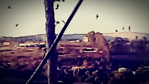 Close-up of birds flying over city against sky