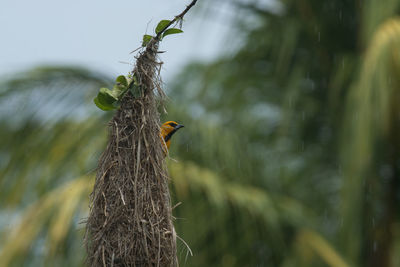 Close-up of bird perching on branch