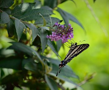 Close-up of butterfly pollinating on pink flower