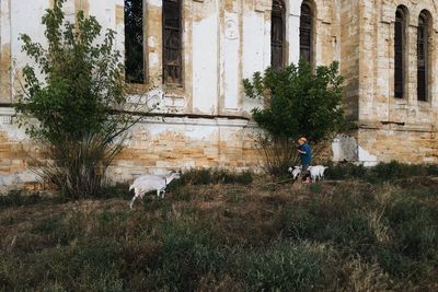 Elderly woman herding goats