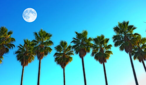 Low angle view of palm tree against clear blue sky