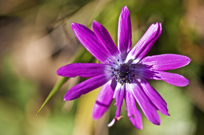 Close-up of purple flowering plant