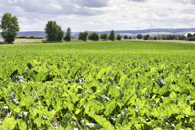 Scenic view of field against sky