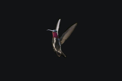 Close-up of grasshopper against black background