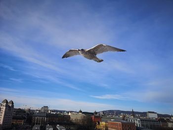 Low angle view of seagull flying in city against sky