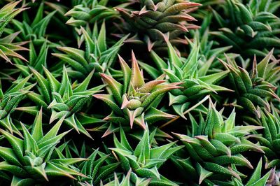 High angle view of a plant