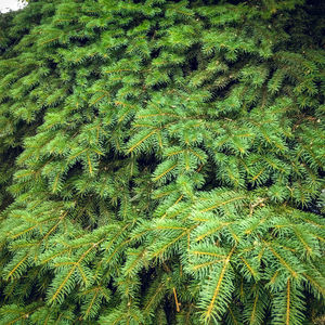 Full frame shot of plants growing on field