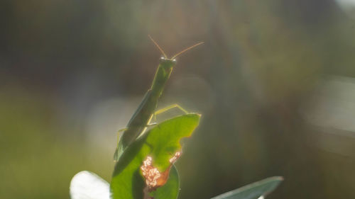 Close-up of small plant