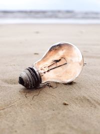 Close-up of seashell on beach