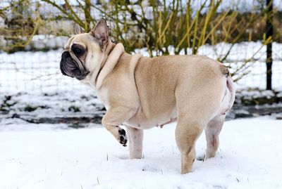 Portrait of a dog standing on snow covered land