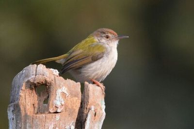 Close-up of bird perching on branch