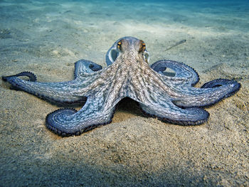 High angle view of octopus on beach
