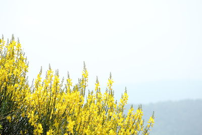 Yellow flowers growing in field