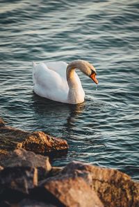 Swan swimming in lake