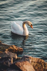 Swan swimming on lake