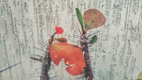 Close-up of red rose