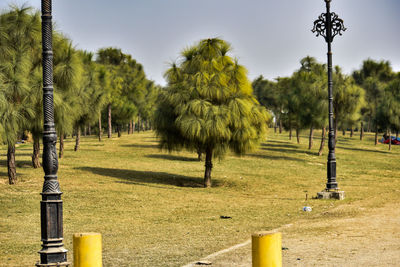 Trees in park