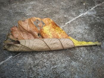 High angle view of fallen leaf on street