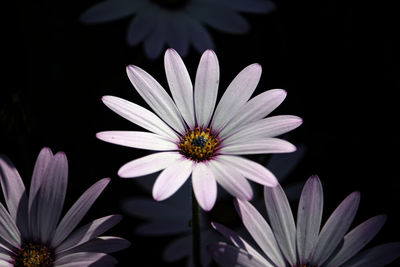 Close-up of white daisy