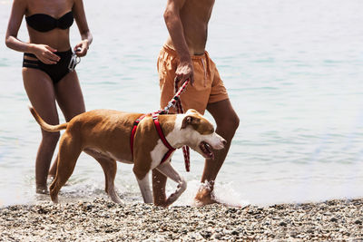 Man and woman with dog walking at beach on sunny day