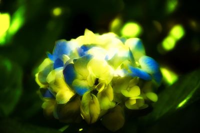 Close-up of purple flowers