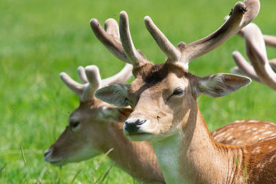 Head shot of a male fallow deer  in a herd of deer