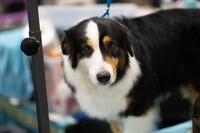 Close-up of dog sitting on a grooming table looking at you