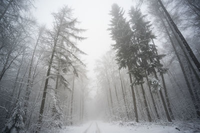 Trees in forest during winter