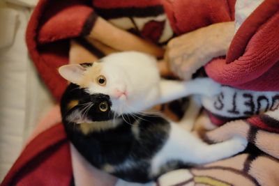 Close-up of cat