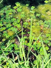High angle view of plants in water