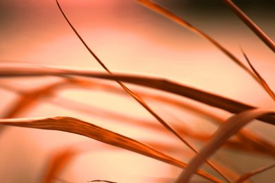 Close-up of dry grass