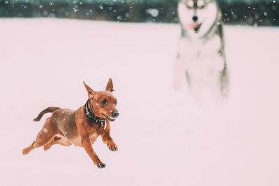 Portrait of dog running on snow covered field