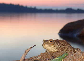 Close-up of lizard on rock against sky during sunset