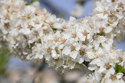 Close-up of white cherry blossoms in spring