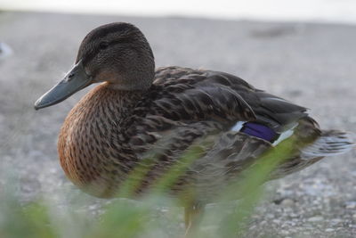 Close-up of mallard duck