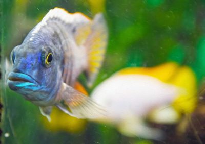 Close-up of fish swimming in aquarium