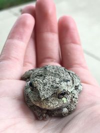 Close-up of hand holding toad