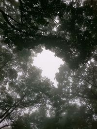 Low angle view of trees against sky