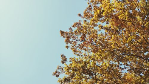 Low angle view of tree against clear sky