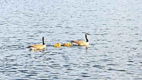 Ducks swimming in water