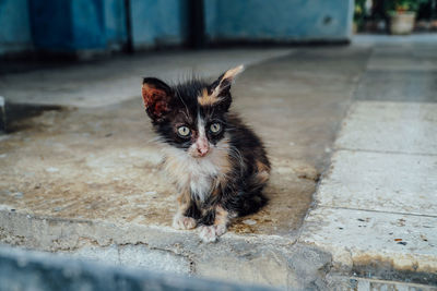 Portrait of kitten on footpath