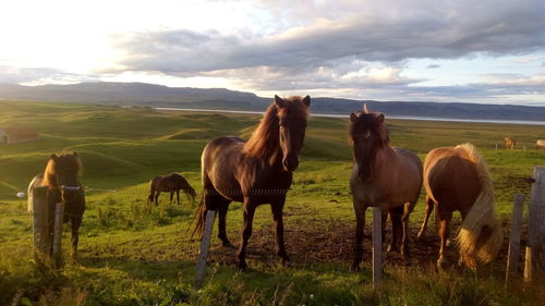 Real icelandic horses on the farm with beautiful landscape