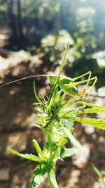 Close-up of insect on plant