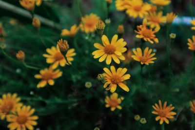 Close-up of yellow flowering plants