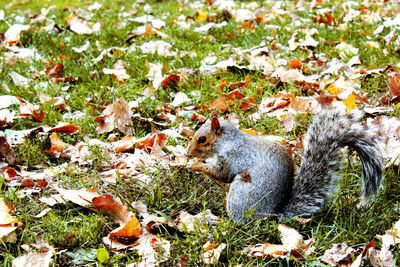 View of squirrel on field