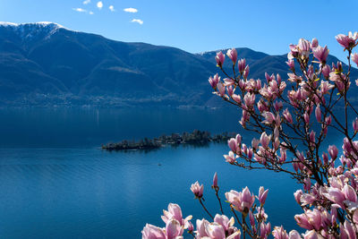 Scenic view of pink and mountains against sky