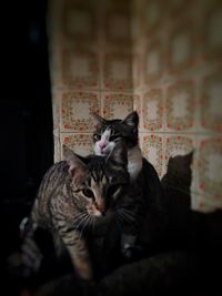 Portrait of cat